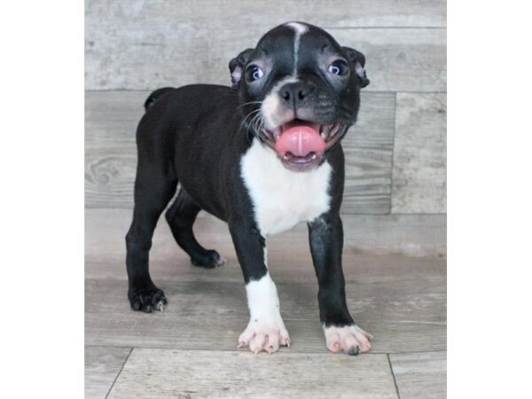 Boston Terrier DOG Female Black / White 15325 Petland Grove City & Columbus, Ohio