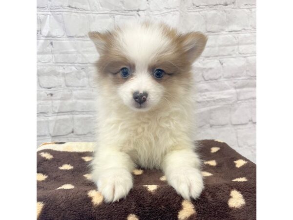 Pomeranian-DOG-Female-Red Sable-15324-Petland Grove City & Columbus, Ohio