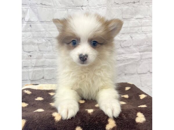 Pomeranian DOG Female Red Sable 15324 Petland Grove City & Columbus, Ohio