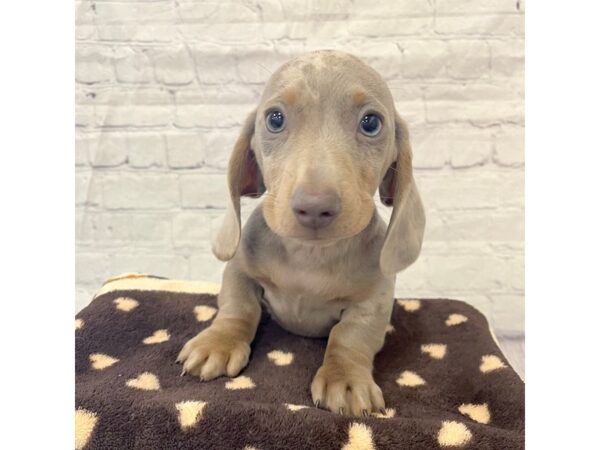 Dachshund DOG Male Fawn (Isabella) / Tan 15319 Petland Grove City