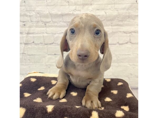 Dachshund DOG Male Fawn (Isabella) / Tan 15319 Petland Grove City & Columbus, Ohio