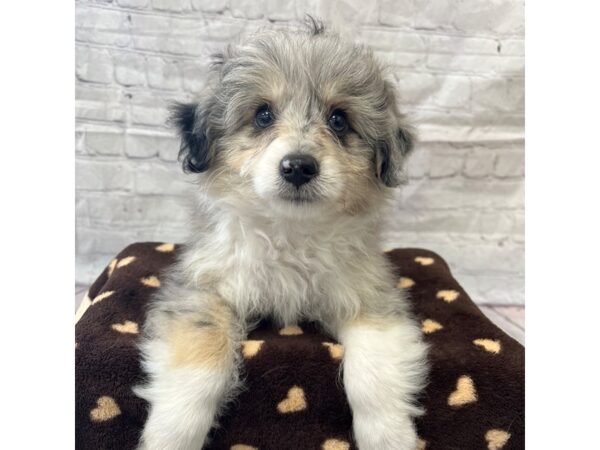 Eskipoo DOG Female 15318 Petland Grove City & Columbus, Ohio