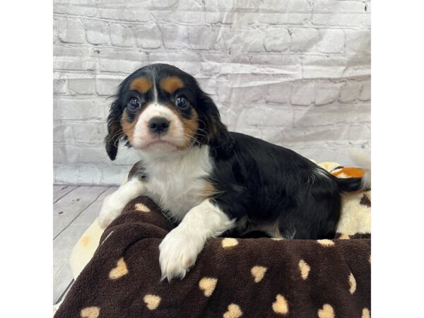 Cavalier King Charles Spaniel DOG Male 15317 Petland Grove City & Columbus, Ohio