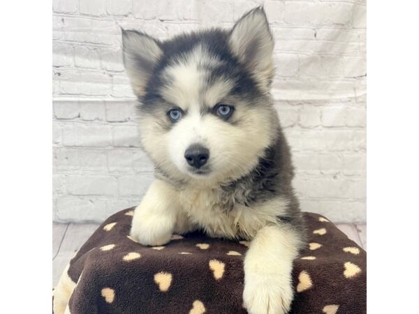 Pomsky DOG Female 15316 Petland Grove City & Columbus, Ohio