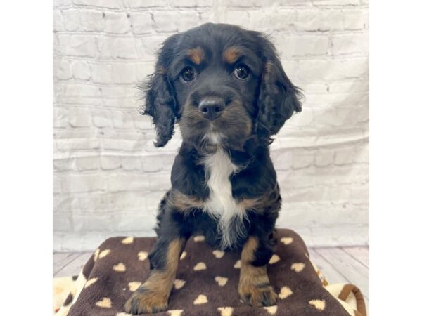 Cockalier DOG Female 15314 Petland Grove City & Columbus, Ohio