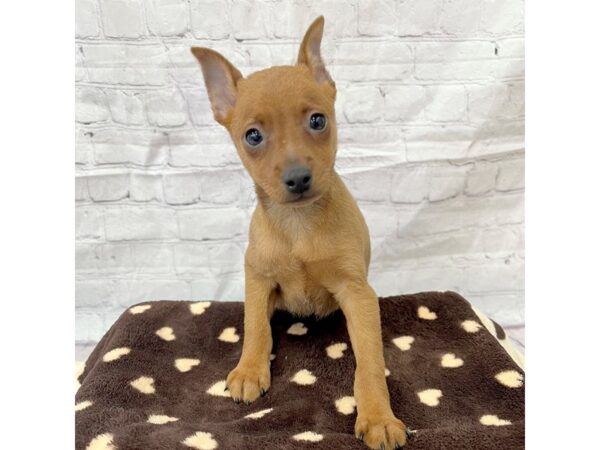 Miniature Pinscher DOG Male Red 15312 Petland Grove City & Columbus, Ohio