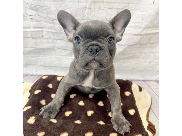 French Bulldog DOG Male Blue Brindle 15310 Petland Grove City & Columbus, Ohio