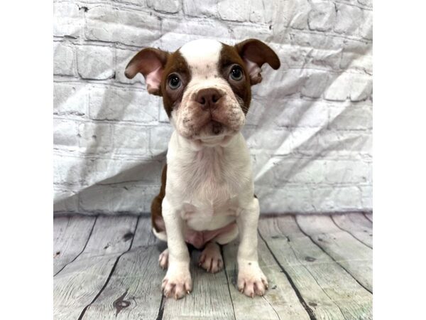 Boston Terrier DOG Male Seal / White 15304 Petland Grove City & Columbus, Ohio