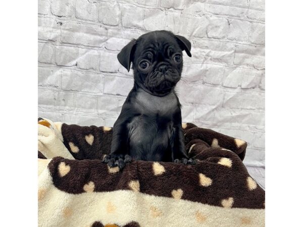 Pug-DOG-Female-Black-15302-Petland Grove City
