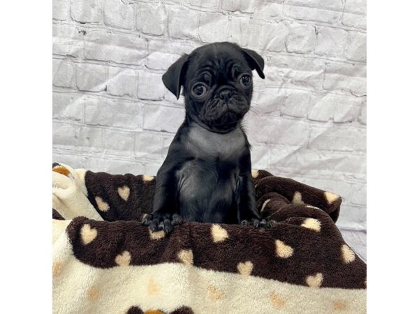 Pug DOG Female Black 15302 Petland Grove City & Columbus, Ohio