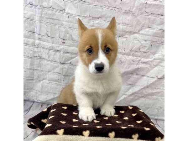 Pembroke Welsh Corgi DOG Male Red 15301 Petland Grove City & Columbus, Ohio