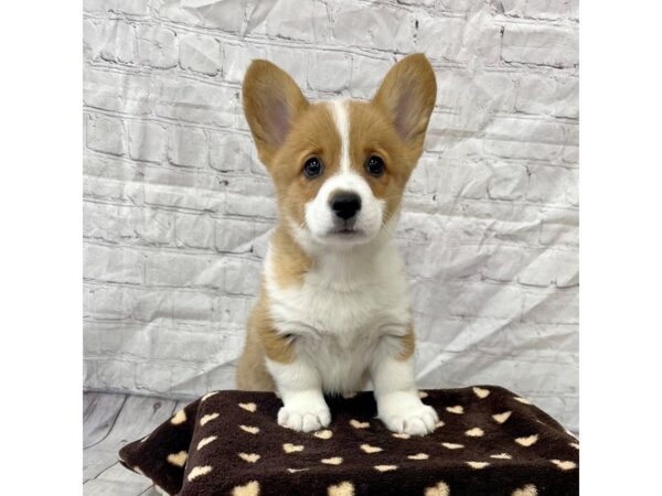 Pembroke Welsh Corgi DOG Female Red 15300 Petland Grove City & Columbus, Ohio