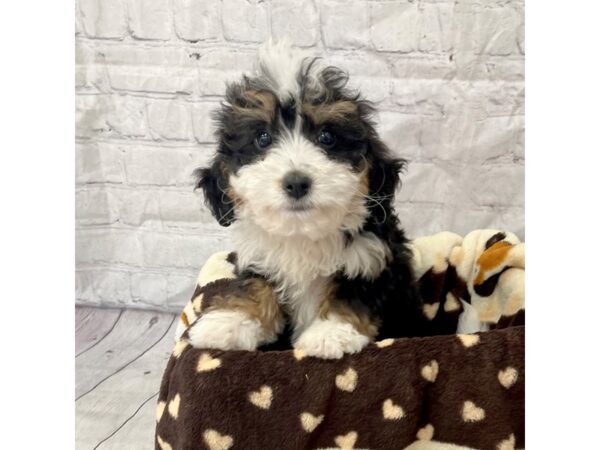 Mini Bernadoodle DOG Female tri color 15299 Petland Grove City & Columbus, Ohio