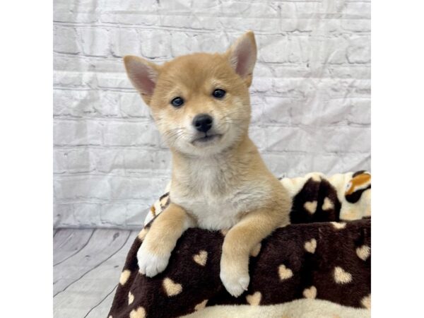 Shiba Inu DOG Female Red 15287 Petland Grove City & Columbus, Ohio