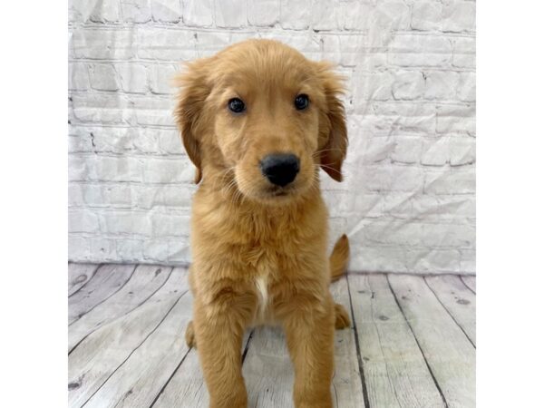 Golden Retriever DOG Male Golden 15286 Petland Grove City & Columbus, Ohio