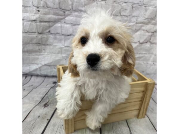 Cavachon DOG Male 15261 Petland Grove City & Columbus, Ohio