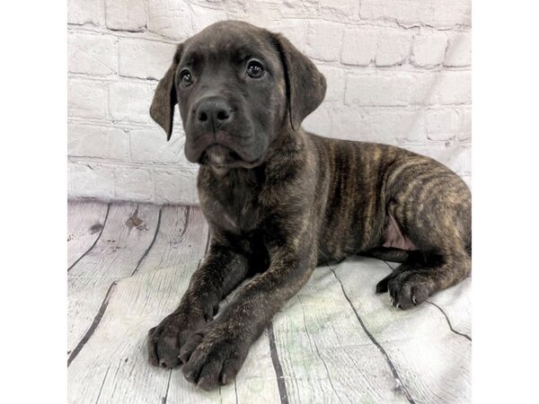 Mastiff DOG Female brindle 15346 Petland Grove City & Columbus, Ohio