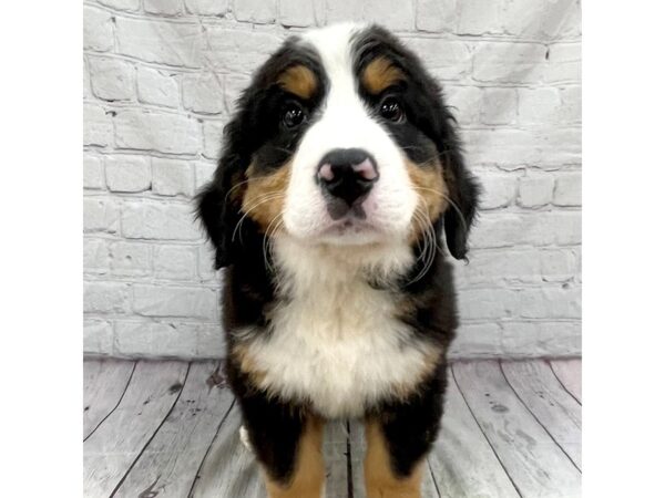 Bernese Mountain Dog DOG Male tri 15345 Petland Grove City & Columbus, Ohio