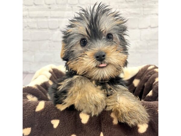 Yorkshire Terrier DOG Male Black / Tan 15342 Petland Grove City & Columbus, Ohio