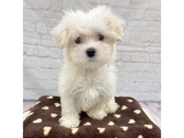 Maltese DOG Male White 15341 Petland Grove City & Columbus, Ohio