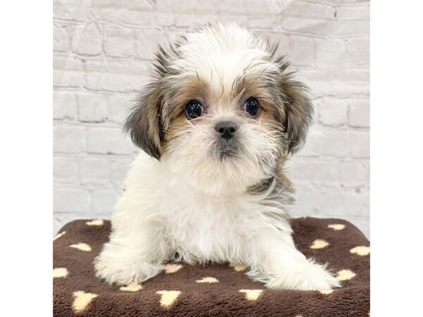 Teddy Bear DOG Male Tri-Colored 15340 Petland Grove City & Columbus, Ohio