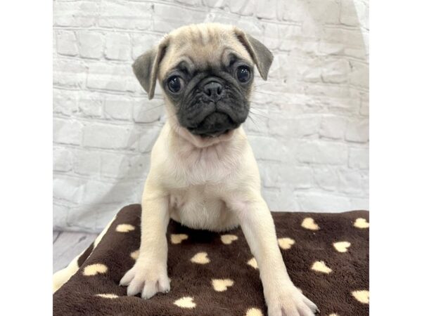 Pug DOG Female Fawn 15338 Petland Grove City & Columbus, Ohio