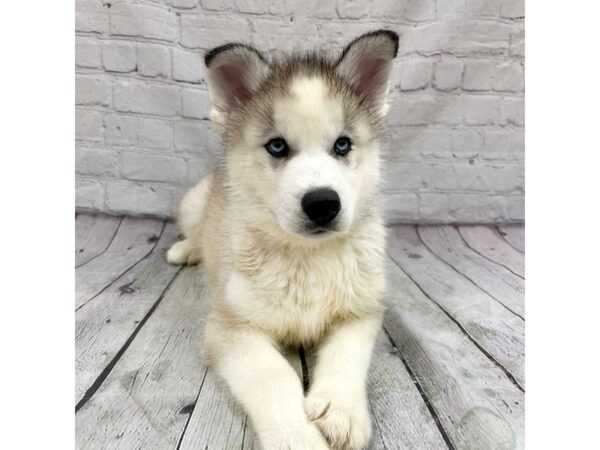 Siberian Husky DOG Male Sable / White 15337 Petland Grove City & Columbus, Ohio