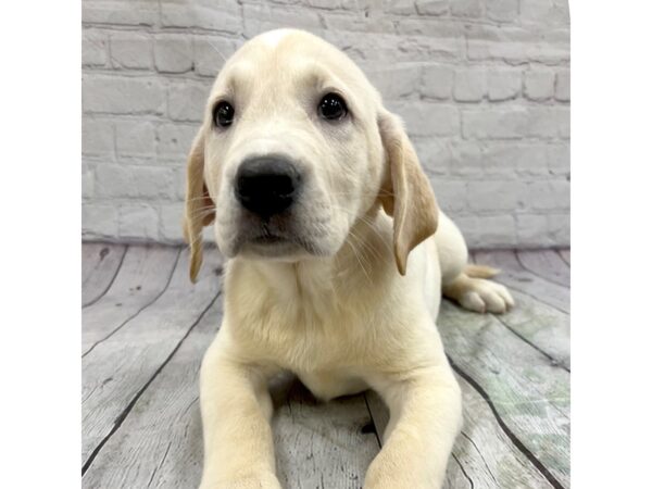 Labrador Retriever DOG Male Yellow 15336 Petland Grove City & Columbus, Ohio