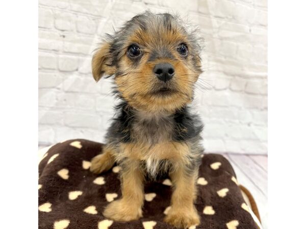 Yorkshire Terrier-DOG-Male-Black / Tan-15335-Petland Grove City & Columbus, Ohio