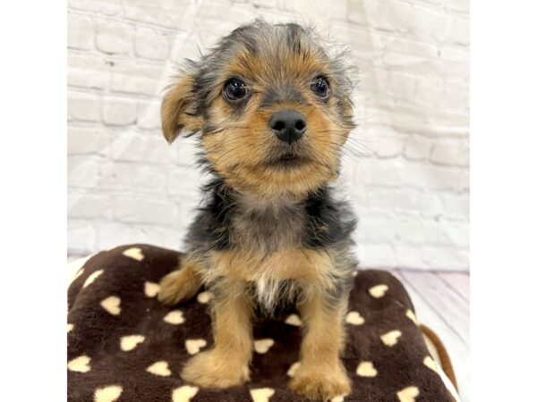 Yorkshire Terrier DOG Male Black / Tan 15335 Petland Grove City & Columbus, Ohio