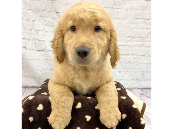 Golden Retriever-DOG-Male-Golden-15333-Petland Grove City & Columbus, Ohio