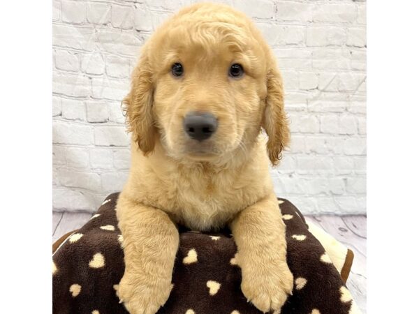 Golden Retriever DOG Male Golden 15333 Petland Grove City & Columbus, Ohio