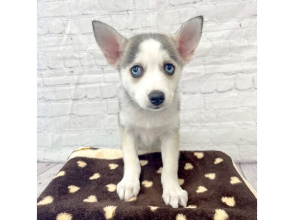 Pomsky-DOG-Female--15331-Petland Grove City