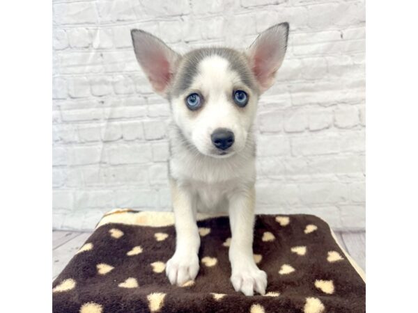 Pomsky DOG Female 15331 Petland Grove City & Columbus, Ohio