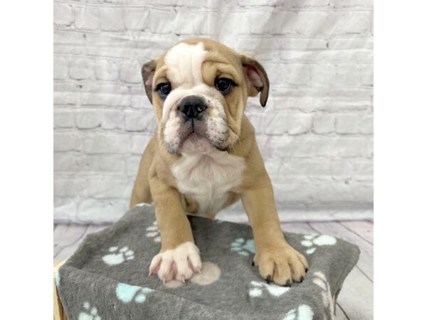 Bulldog DOG Female Fawn 15351 Petland Grove City & Columbus, Ohio