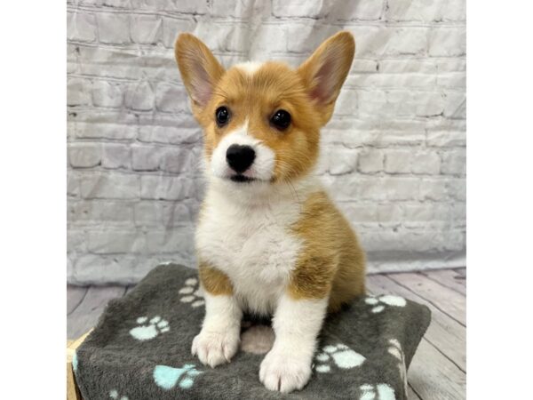 Pembroke Welsh Corgi DOG Female Sable / White 15349 Petland Grove City & Columbus, Ohio