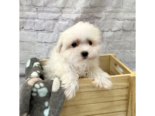 Maltese DOG Male White 15348 Petland Grove City & Columbus, Ohio