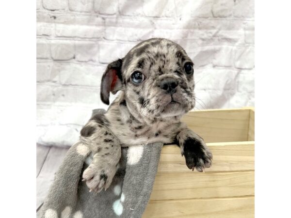 French Bulldog DOG Female Blue Merle 15347 Petland Grove City & Columbus, Ohio