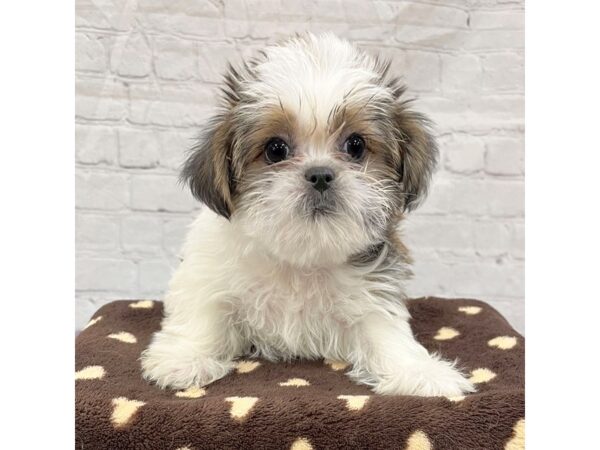 Shorkie DOG Female Gold / White 15343 Petland Grove City & Columbus, Ohio