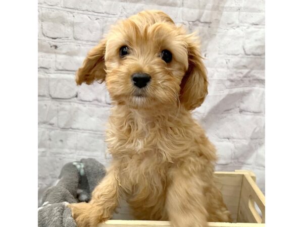 Cavapoo DOG Female Ruby 15339 Petland Grove City & Columbus, Ohio