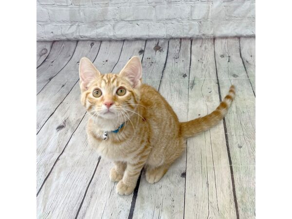 Adopt a Pet Cat CAT Male Orange 15328 Petland Grove City & Columbus, Ohio