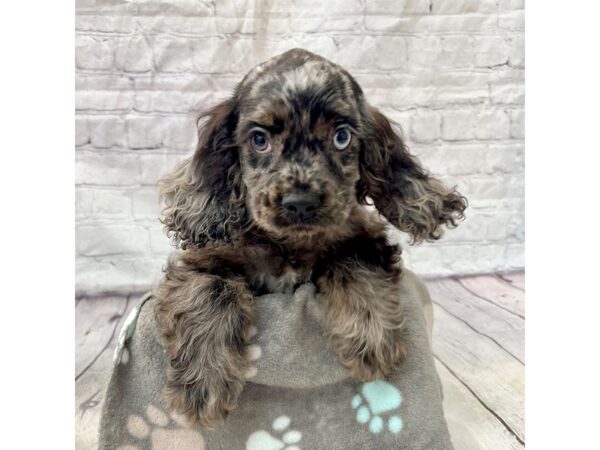 Cocker Spaniel DOG Female Blue Roan 15323 Petland Grove City & Columbus, Ohio