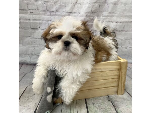 Shih Tzu-DOG-Male-gold/white-15306-Petland Grove City & Columbus, Ohio