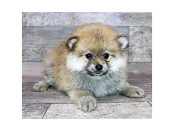 Pomeranian DOG Male Orange Sable 15357 Petland Grove City & Columbus, Ohio