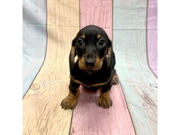 Dachshund DOG Male Blk & Tn 15361 Petland Grove City & Columbus, Ohio