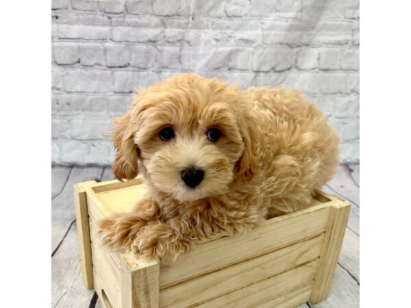 Bichapoo DOG Male 15360 Petland Grove City & Columbus, Ohio