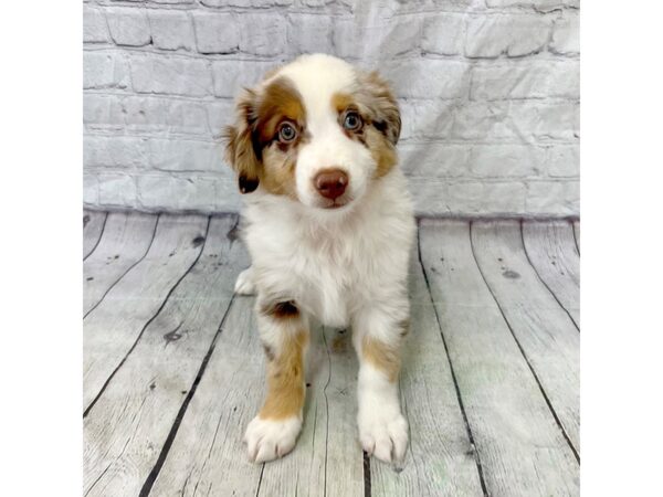 Miniature Australian Shepherd DOG Male Red merle 15359 Petland Grove City & Columbus, Ohio