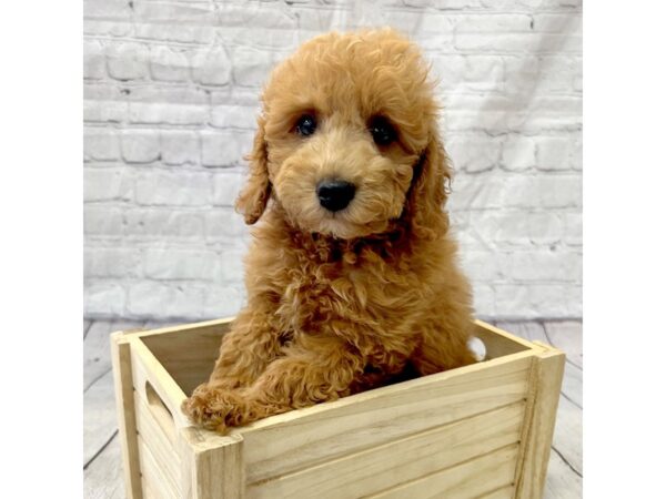 Goldendoodle Mini 2nd Gen DOG Male Red 15358 Petland Grove City & Columbus, Ohio