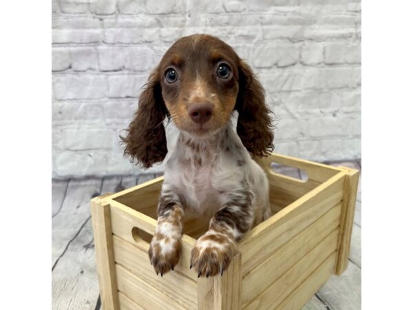 Dachshund DOG Male Chocolate / Tan 15356 Petland Grove City & Columbus, Ohio