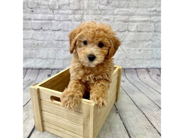 Bichapoo DOG Female Light Red 15354 Petland Grove City & Columbus, Ohio